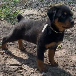 Marie - Black and mahogany female Rottweiler puppy in Jackson, Georgia from Vom Haus Curbeam Rottweiler Kennel, LLC