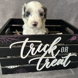 Sheepadoodle Puppies from Chicago Sheepadoodles