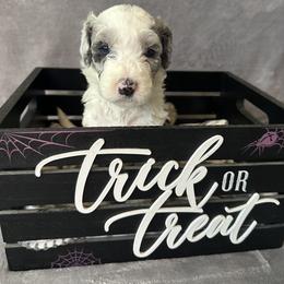 Sheepadoodle Puppies from Chicago Sheepadoodles