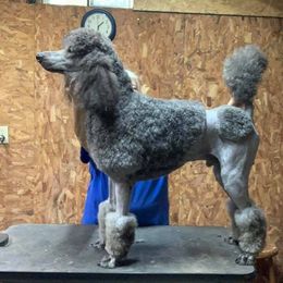Poodle All Grown Up from Lavender's Stunning Standards
