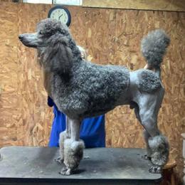 Poodle All Grown Up from Lavender's Stunning Standards