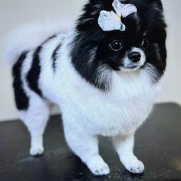 Fidelina - Pomeranian