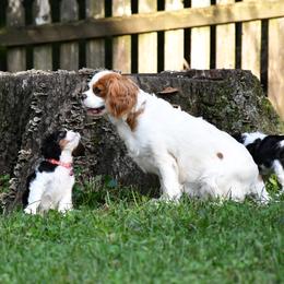 Winnie - Cavalier King Charles Spaniel