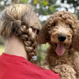 June Carter Cash - Red  Goldendoodle puppy in Brush Prairie, Washington from Emerald Hill Acres