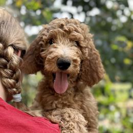 June Carter Cash - Red  Goldendoodle puppy in Brush Prairie, Washington from Emerald Hill Acres