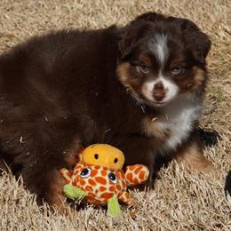 Red Tri Male - Red tri male Miniature Australian Shepherd puppy in Lawton, Oklahoma from Lindsey’s Aussies