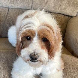 Roux - Australian Labradoodle