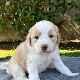 Capri 3000 - Brown and white female Sheepadoodle puppy in Los Angeles, California from Exquisite Doodles