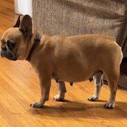 Stella - French Bulldog
