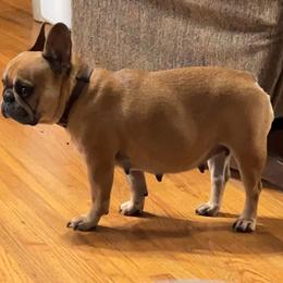 Stella - French Bulldog