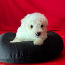 Ivy - White collar - White female Bichon Frise puppy in 63101 (St. Louis Metro Area), Missouri from BichonSTL