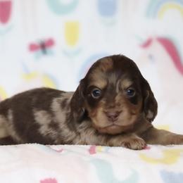 Ruffles - Dapple male Dachshund puppy in Cottage Grove, Oregon from Hidden Hills Dalmatians