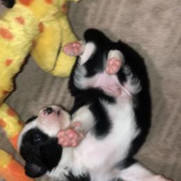 Border Collie Puppies from Cahill’s Canines