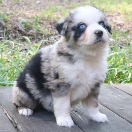 Poppy - Blue merle male Australian Shepherd puppy in Macon, Georgia from Shaina’s Shepherds