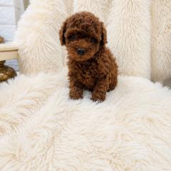 Boy 1 - Red  male Poodle puppy in Midway City, California from Rapture Red Poodles