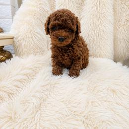 Boy 1 - Red  male Poodle puppy in Midway City, California from Rapture Red Poodles