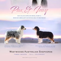 Australian Shepherd puppies from Westwood Australian Shepherds