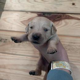 Denim - Light golden male Golden Retriever puppy in Hendersonville, North Carolina from Apple Country Retrievers