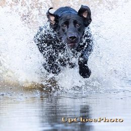 Labrador Retrievers from Riparian Retrievers
