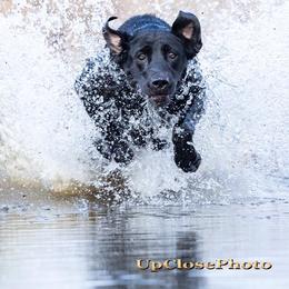 Labrador Retrievers from Riparian Retrievers