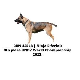 Ninja - Belgian Malinois