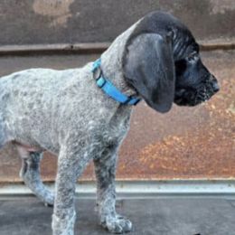 German Shorthaired Pointers from Southern GSP