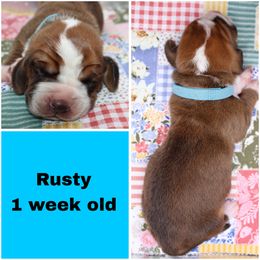Rusty Grizwold - Red and white male Basset Hound puppy in Jacksboro, Texas from Basset Hounds of Jacksboro, Tx