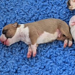 American Staffordshire Terrier Puppies from Buckeye Amstaffs