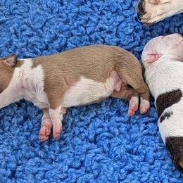 American Staffordshire Terrier Puppies from Buckeye Amstaffs