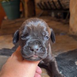 Red Collar Male - Black brindle male Cane Corso puppy in Jasper, Alabama from C&M Cane Corso