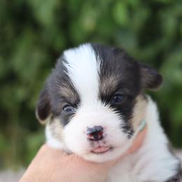 Boy 2 - Black and tan male Pembroke Welsh Corgi puppy in Caliente, California from Rafter Cross 7