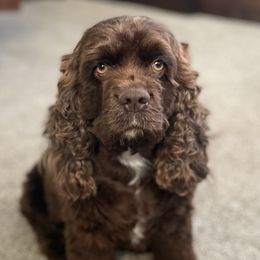Aggie - Cocker Spaniel
