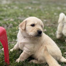 1st Pick Female - Golden female Golden Retriever puppy in De Beque, Colorado from The Wildfire Ranch