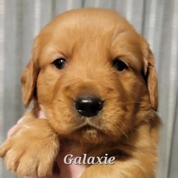 Galaxie (Gray Collar) - Dark golden male Golden Retriever puppy in Scurry, Texas from 07 Seven Oaks Goldens and Doodles
