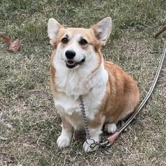 Ellie - Pembroke Welsh Corgi