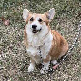 Ellie - Pembroke Welsh Corgi