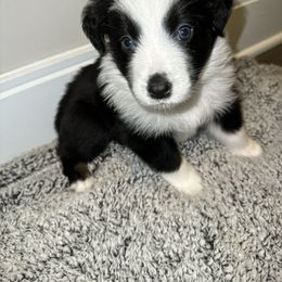 Australian Shepherd Puppies from Music City Aussies