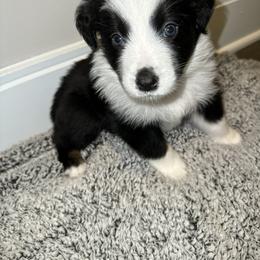 Australian Shepherd Puppies from Music City Aussies