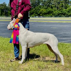 Jazz - Dogo Argentino
