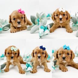 Cavalier King Charles Spaniel and Poodle Puppies from Red Skye Cavaliers