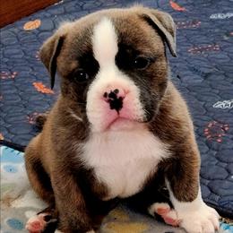 Alfredo - Brindle male Bulldog puppy in Washington from Sun City Campeiro Bulldogs
