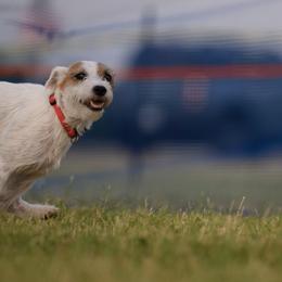 Parson Russell Terriers from Starlight Kennels