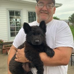 Beagle and German Shepherd Puppies from Nebraska K9's