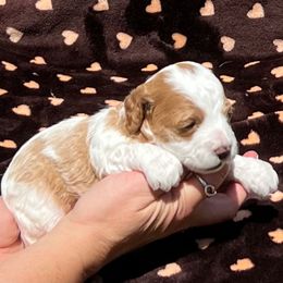 Chase - Blenheim male Cavapoo puppy in Fort Worth, Texas from Creekwood Miniature Cavapoos