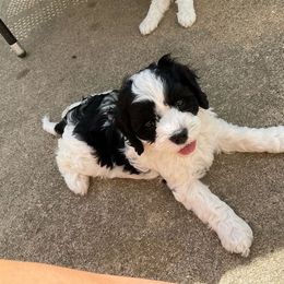Cavapoo Puppies from Sharices Cavapoos