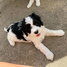 Cavapoo Puppies from Sharices Cavapoos