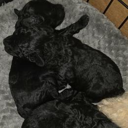 Boy 1 - Black male Poodle puppy in North Augusta, South Carolina from Tiny Paws Luxury Pets