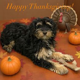 Mistletoe (tiny micro mini) - Phantom female Bernedoodle puppy in Monument, Colorado from Colorado Dreamin Doodles