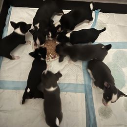 Chihuahua Puppies from Chihuahua Mama