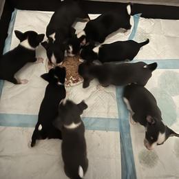 Chihuahua Puppies from Chihuahua Mama